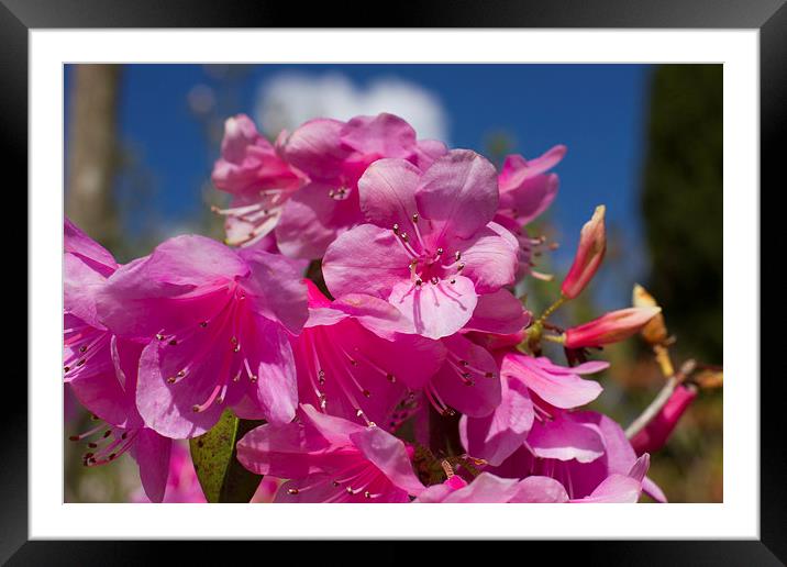Pink Rhododendron Framed Mounted Print by James Ward