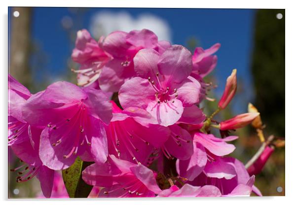 Pink Rhododendron Acrylic by James Ward