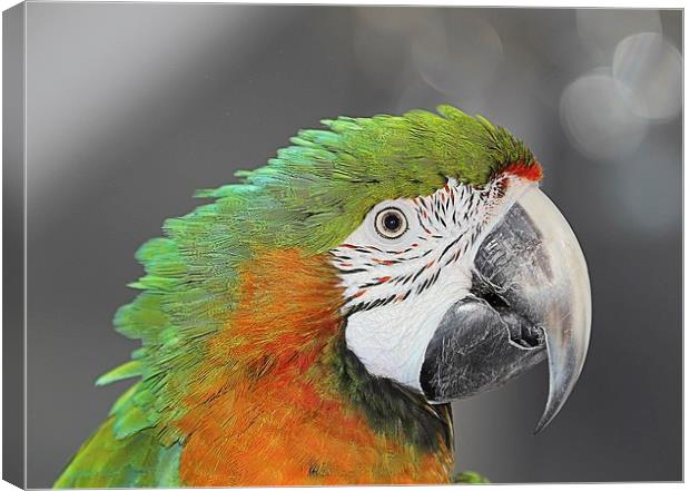 Harlequin macaw Canvas Print by Mark Cake