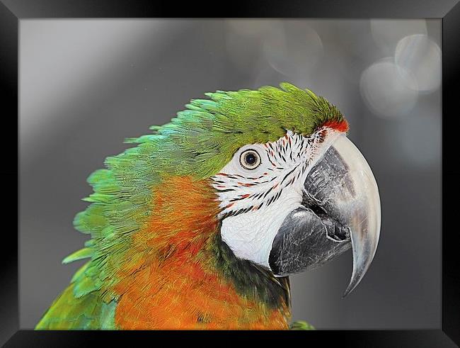 Harlequin macaw Framed Print by Mark Cake