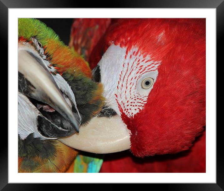 Macaws preening Framed Mounted Print by Mark Cake