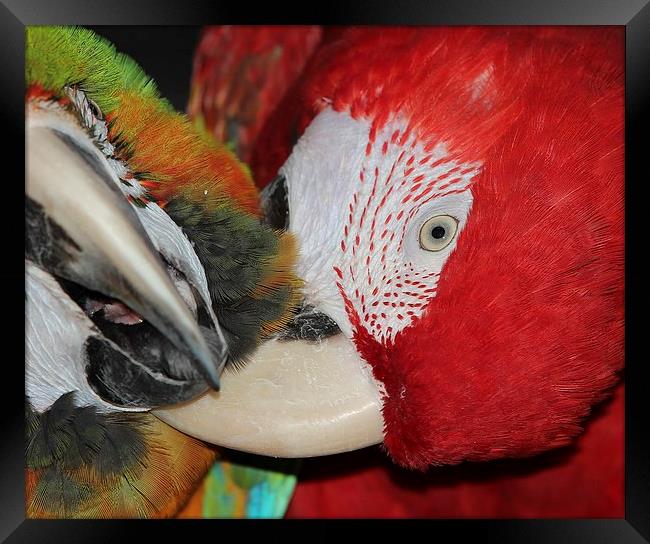 Macaws preening Framed Print by Mark Cake