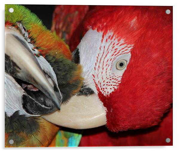 Macaws preening Acrylic by Mark Cake