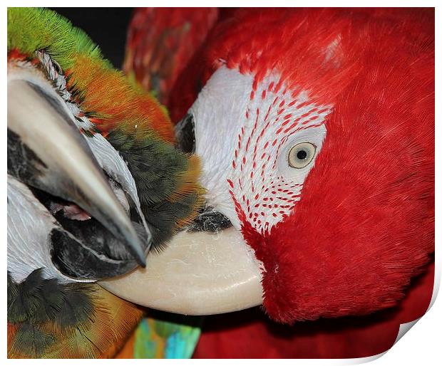 Macaws preening Print by Mark Cake