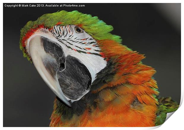 Harlequin macaw Print by Mark Cake