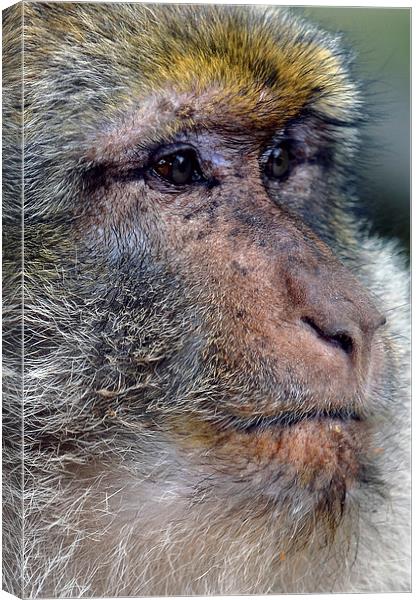 Barbary Macaque Canvas Print by Les Parsons