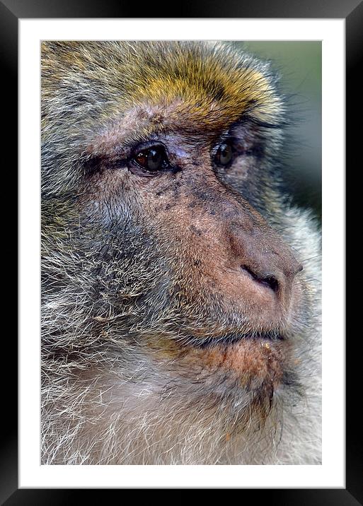 Barbary Macaque Framed Mounted Print by Les Parsons