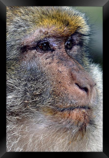 Barbary Macaque Framed Print by Les Parsons