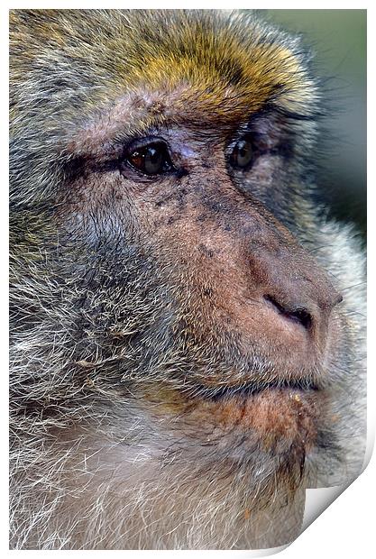 Barbary Macaque Print by Les Parsons