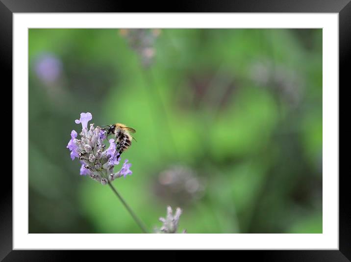 Autumn Bee Framed Mounted Print by Mark Cake