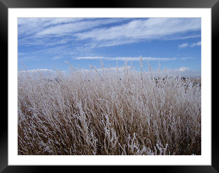 Snow covered patch of weeds Framed Mounted Print by Don Brady