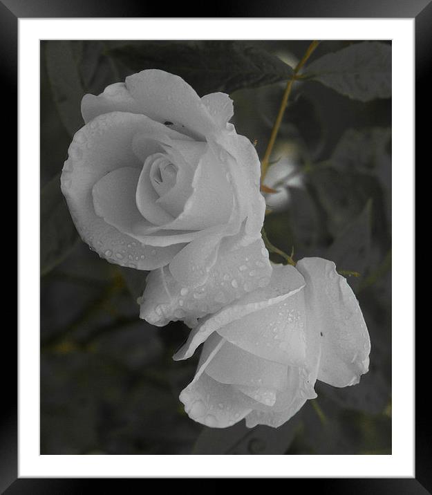 The White Rose Framed Mounted Print by Mark Hobson