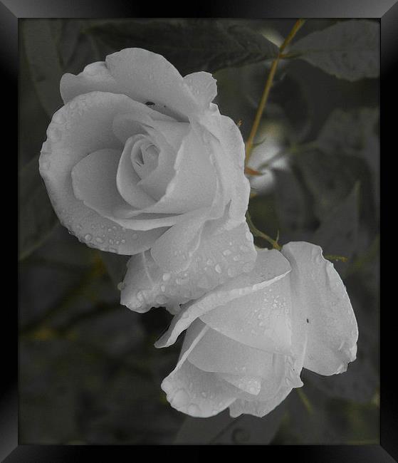 The White Rose Framed Print by Mark Hobson