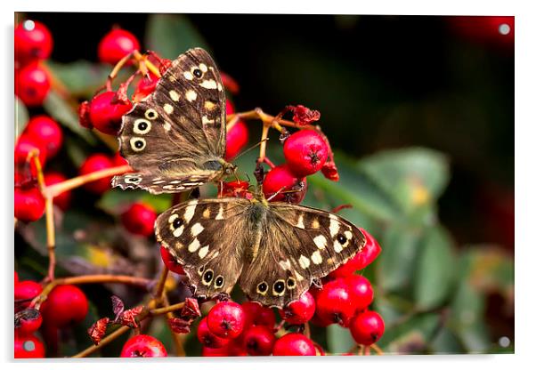 Butterflies feeding Acrylic by Jim Jones