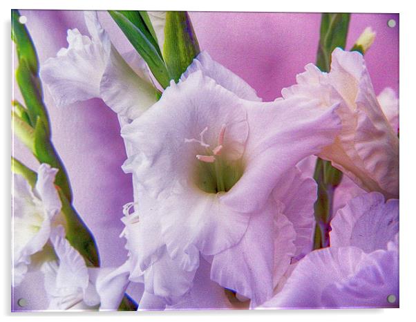 Textured Gladioli Acrylic by Sharon Lisa Clarke