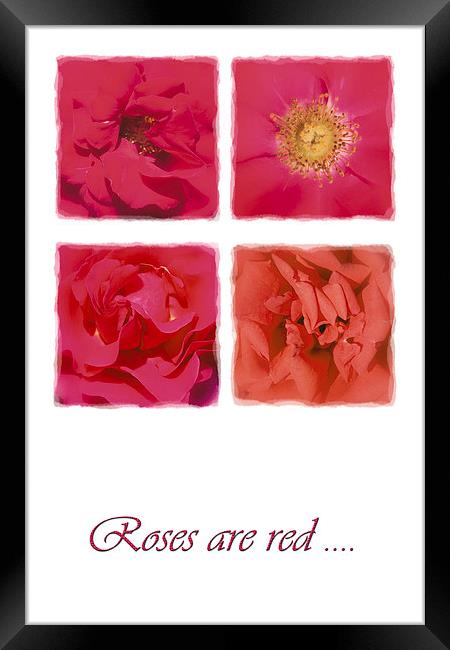 Roses are red .... Framed Print by Malcolm McHugh