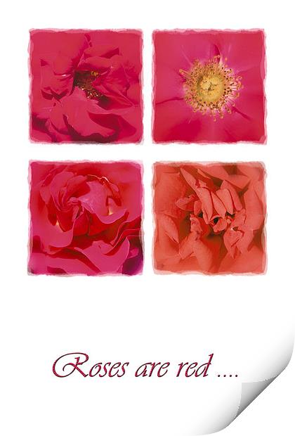 Roses are red .... Print by Malcolm McHugh