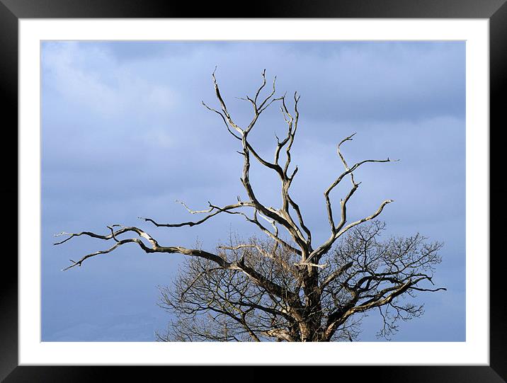 Winter tree Framed Mounted Print by Ruth Hallam