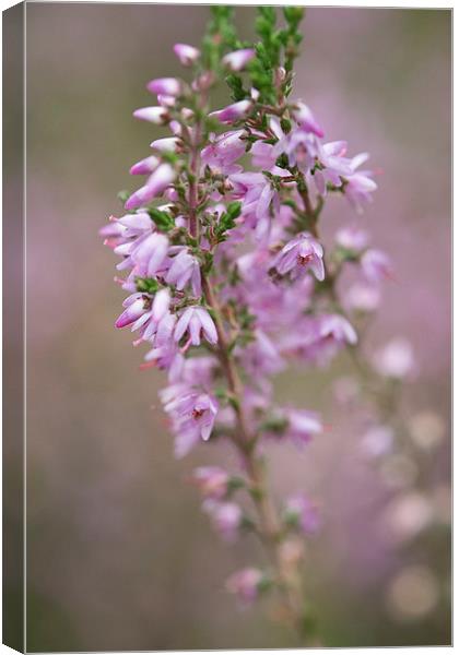 heather Canvas Print by Jo Beerens