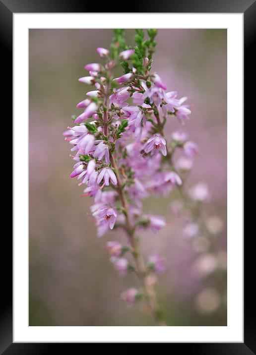 heather Framed Mounted Print by Jo Beerens