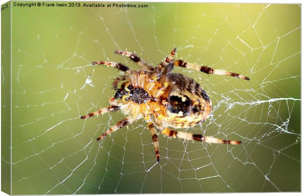 The European Garden Spider Canvas Print by Frank Irwin
