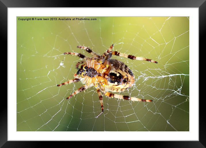 The European Garden Spider Framed Mounted Print by Frank Irwin