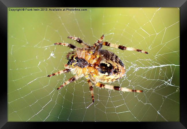 The European Garden Spider Framed Print by Frank Irwin
