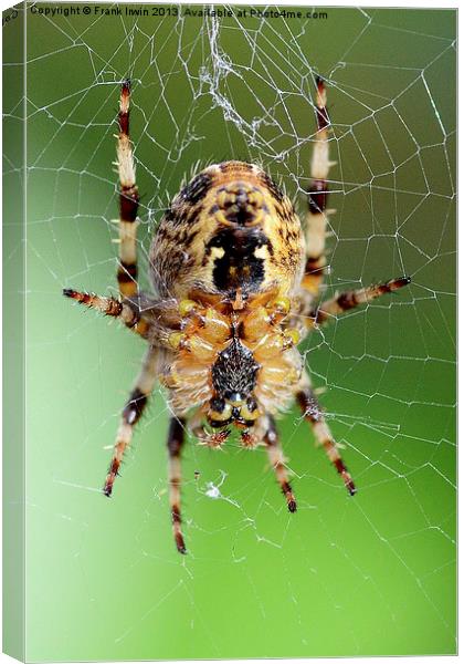 The European Garden Spider Canvas Print by Frank Irwin