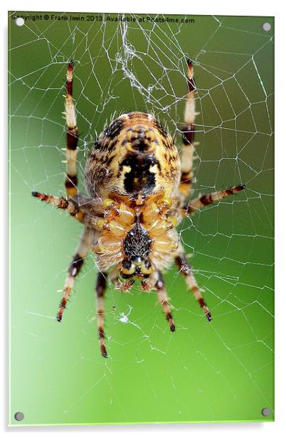 The European Garden Spider Acrylic by Frank Irwin