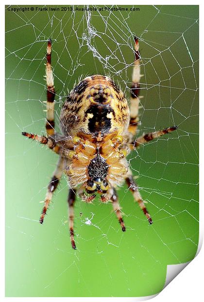 The European Garden Spider Print by Frank Irwin