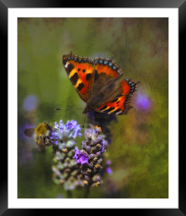 The Butterfly and the Bee Framed Mounted Print by clint hudson