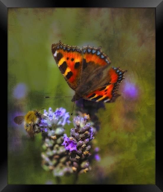 The Butterfly and the Bee Framed Print by clint hudson