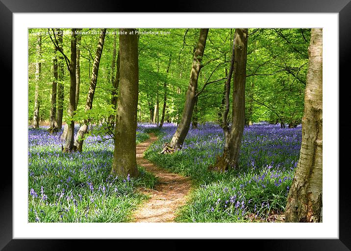 Bluebell Woods Framed Mounted Print by Diana Mower