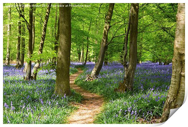 Bluebell Woods Print by Diana Mower