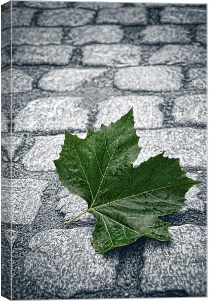 On the cobbles Canvas Print by Rick Lindley