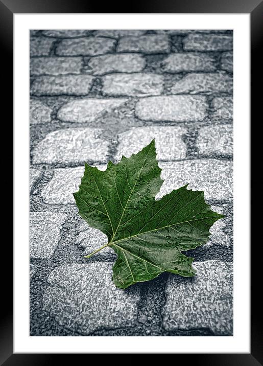 On the cobbles Framed Mounted Print by Rick Lindley