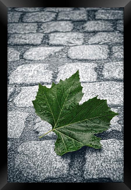 On the cobbles Framed Print by Rick Lindley