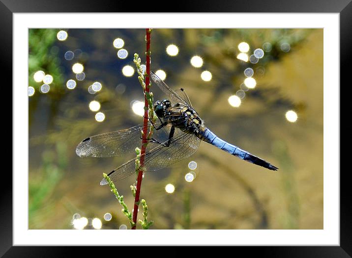 Dragonfly Closeup Framed Mounted Print by Shaun Cope