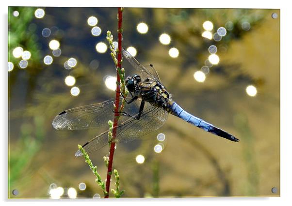 Dragonfly Closeup Acrylic by Shaun Cope