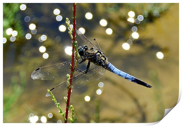 Dragonfly Closeup Print by Shaun Cope