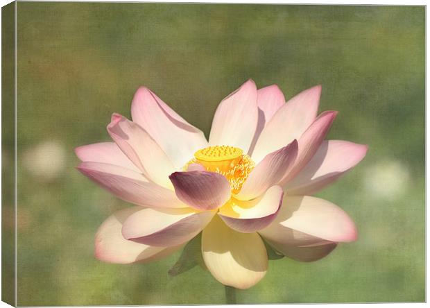 Lotus Flower Canvas Print by Kim Hojnacki