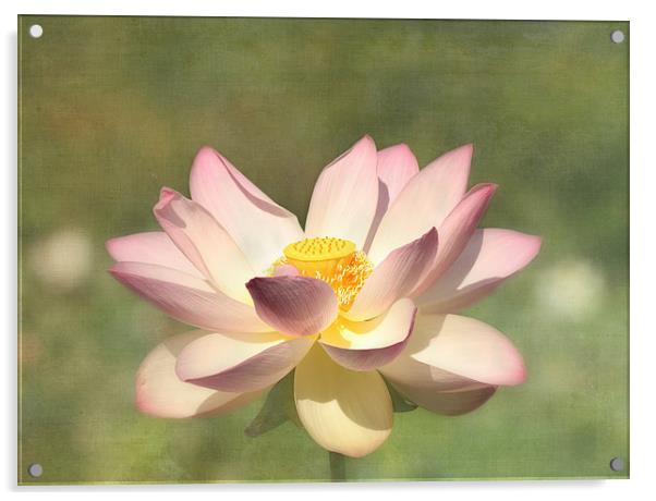 Lotus Flower Acrylic by Kim Hojnacki