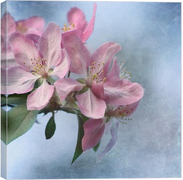 Spring Blossoms Canvas Print by Kim Hojnacki