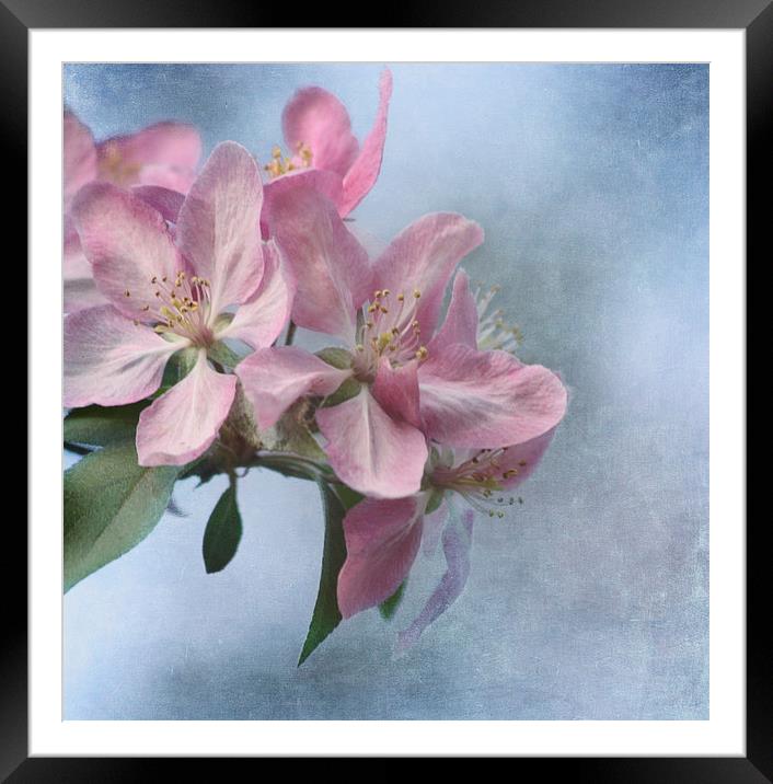 Spring Blossoms Framed Mounted Print by Kim Hojnacki