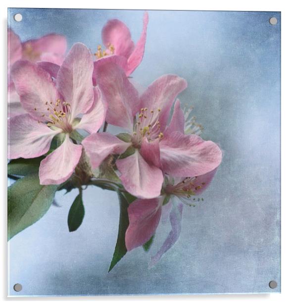 Spring Blossoms Acrylic by Kim Hojnacki