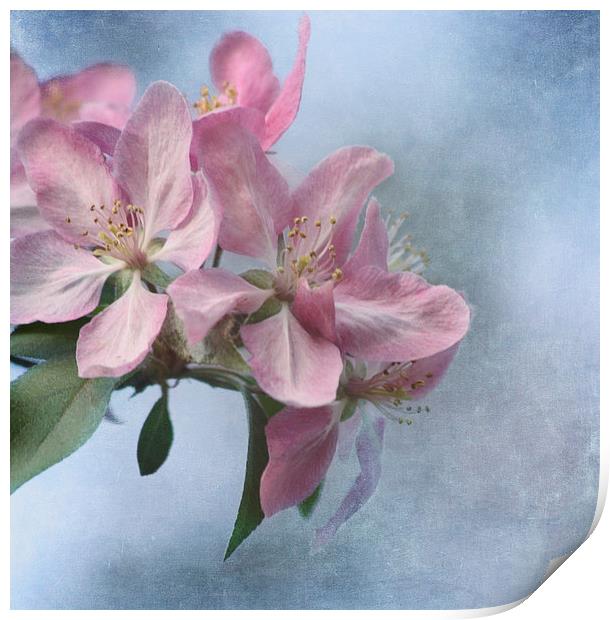 Spring Blossoms Print by Kim Hojnacki