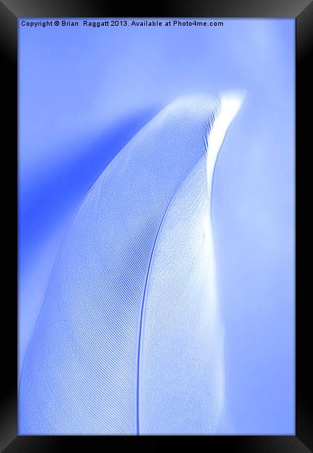Feather Light Framed Print by Brian  Raggatt