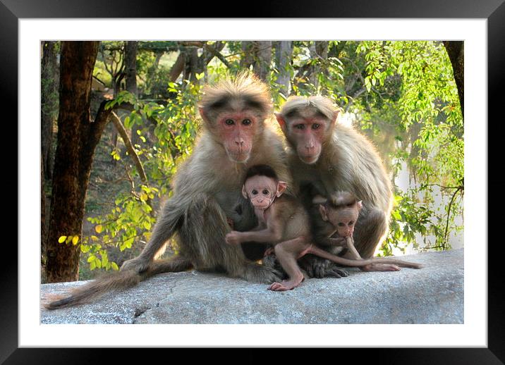 Monkey Family Framed Mounted Print by Sophia Yarwood
