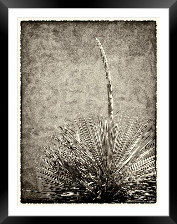Agave and Adobe Framed Mounted Print by Mary Lane