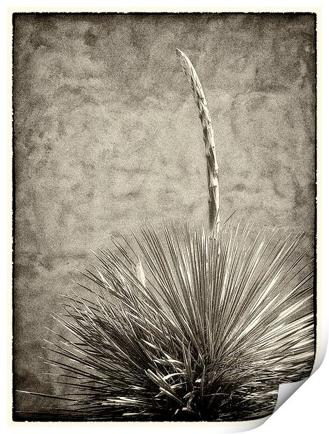 Agave and Adobe Print by Mary Lane